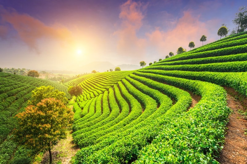 You are currently viewing How the terroir defines the character of a tea